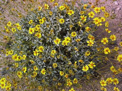 Encelia farinosa - shrub | California native plants, Native plants, Plants