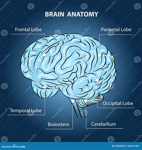 Brain Anatomy Stock Vector Illustration Of Illustration