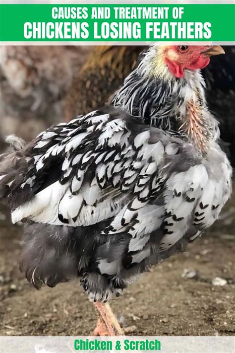 Chickens Losing Feathers What Causes How Cure