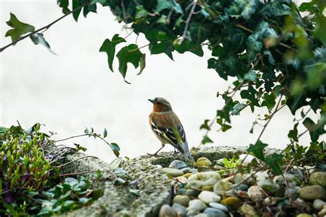 Finch Bird Chaffinch Free Photo On Pixabay Pixabay