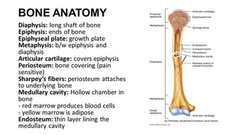 Lab 5 Appendicular Skeleton Flashcards Quizlet