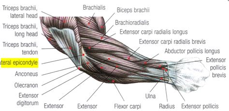 rehabilitation - Train biceps while minimizing the stress on the lateral epicondyle - Physical ...