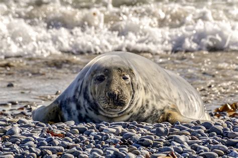 Is A Sea Dog A Seal