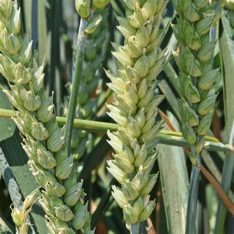 Common Wheat Triticum Aestivum Cv