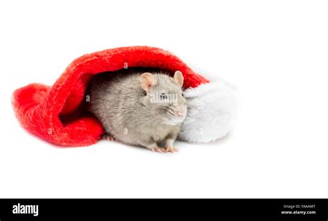 Fat Rat Hi Res Stock Photography And Images Alamy