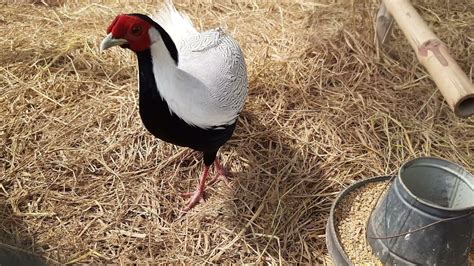 Silver Pheasants Pheasants Farming In Zoo Wildlife Breeding Farm