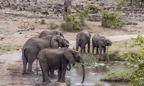 Durban Heldagssafari Med Big 5 I Manyoni Private Game Reserve