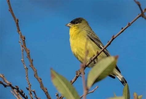 Finches In Texas 8 Species With Pictures Wild Bird World