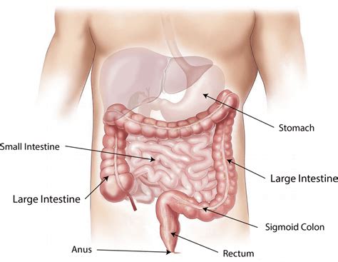 Čemu služi ultrazvuk abdomena Poliklinika Mazalin