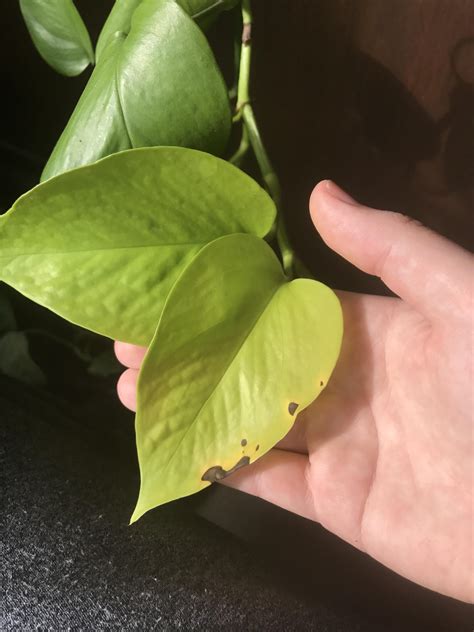 Why Did My Pothos Develop These Brown Spots On Its Leaves R Plantclinic