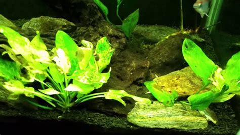 Diatom Algae and Silicates in my Gudeon Tank. - YouTube