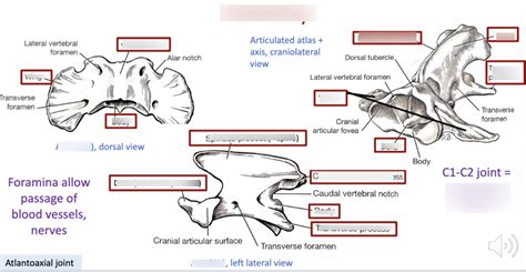 Atlas And Axis Anatomy Diagram Quizlet