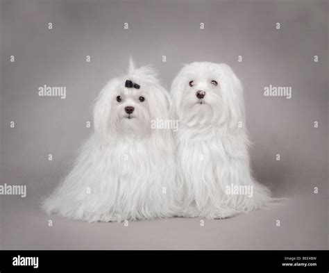 Two Maltese Dog Portrait On The Grey Background Stock Photo Alamy