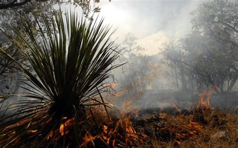 Región Sur El Décimo Incendio Forestal En Coahuila Se Presentó En El