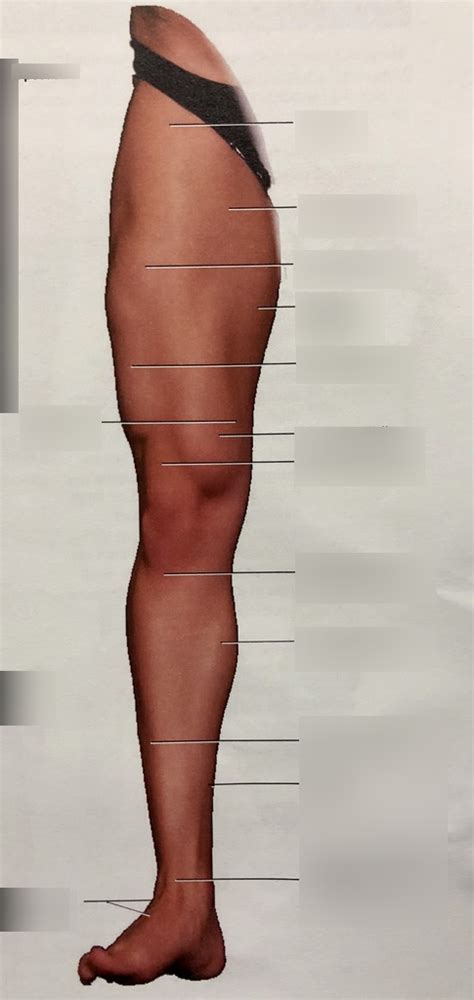 Superficial Muscles Of The Anterior Medial Leg Surface Anatomy