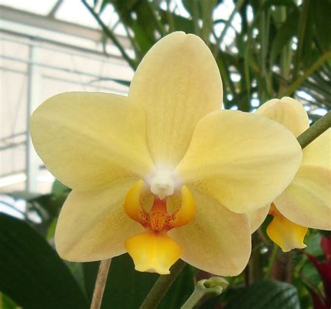 Orchidee Phalaenopsis Orchidee Caratteristiche Delle Orchidee