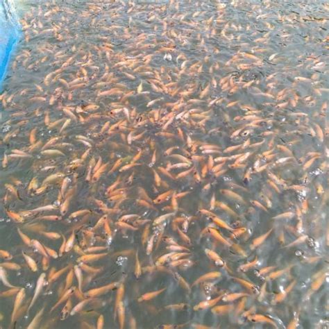 Jual Ikan Mas Pakan Hidup 1 Liter Di Seller DENTA PET SHOP Kalibata