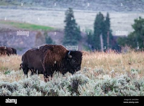 Yellowstone National Park Bison grazing in lamar valley Stock Photo - Alamy