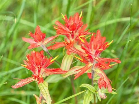 Giant Red Paintbrush Castilleja Miniata Calendula Farm Earthworks