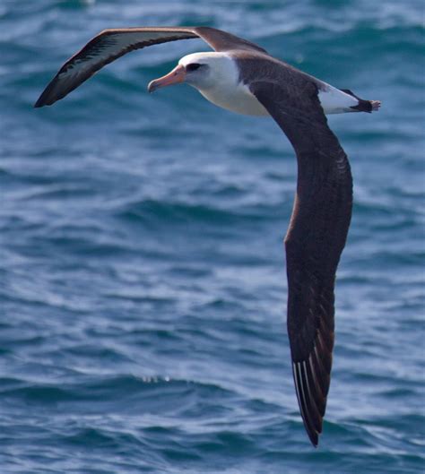 Albatrosses | San Diego Bird Spot