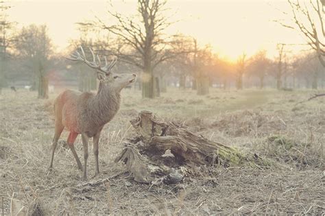 8 Unexpected Uses For A Deer Carcass — Summit Zero