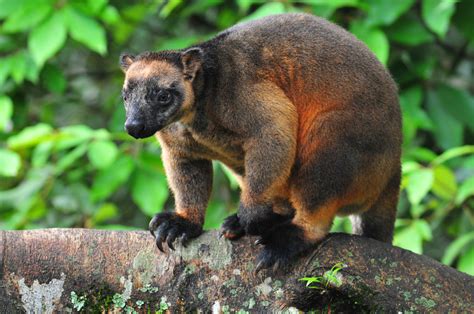 Lumholtz Tree Kangaroo At Malanda Travel Photography