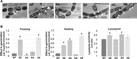 Spore Chains And Shock Treatments A Transmission Electron Micrographs