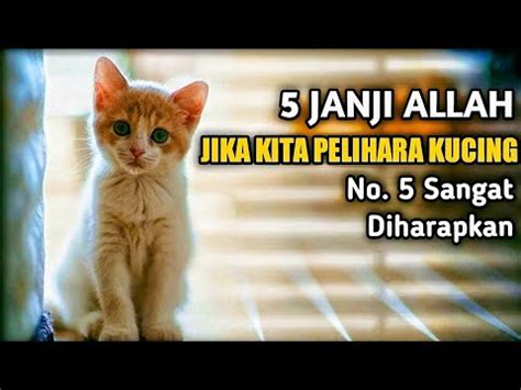 Anda Harus Tahu Janji Allah Bagi Orang Yang Suka Memelihara Kucing