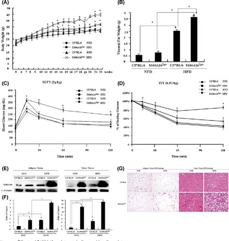 Figure 1 From S100A16 Induced Adipogenesis Is Associated With Up