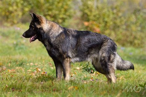 Chien Berger Allemand Poil Long Jivan Chaaya De La L Gende Du Loup Noir