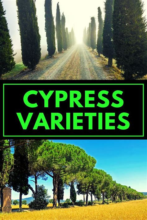 Cypress Types - Cypress Varieties | Gardening gear, Garden guide ...