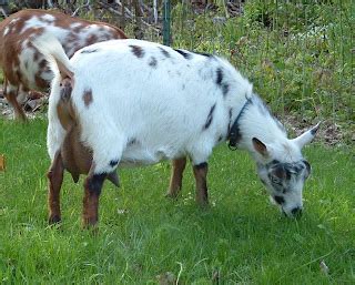 Dancing Angels Nigerian Dwarf Goats BLUE EYED DOE KID SOLD