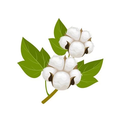 Vector illustration, cotton plant, with cotton balls and leaves, vector ...