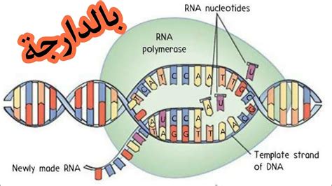 Transcription De L Adn En Arnm Youtube