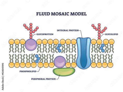 Fluid Mosaic Model With Cell Membrane Anatomical Structure Outline