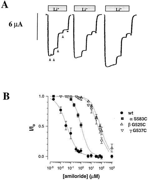 Amiloride Sensitivity Of Cys Mutants A Original Tracings Of