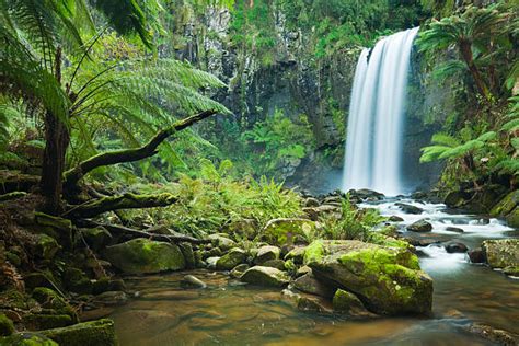 Jungle Waterfall Stock Photos Pictures And Royalty Free Images Istock