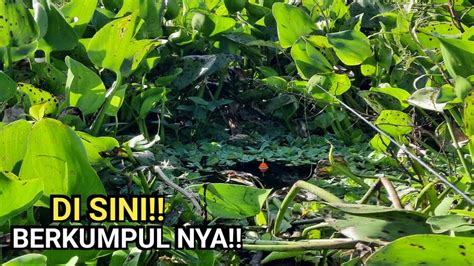 Beruntung Pemancing Ini Ketemu Spot Berkumpul Nya Ikan Betok Papuyu