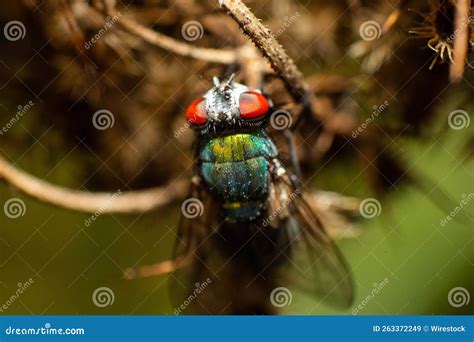 Toma Macro De Una Mosca De La Fruta Verde Con Ojos Rojos En Una Planta