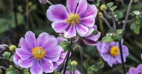 Japanese Anemone Growing And Care Guide The Garden Magazine