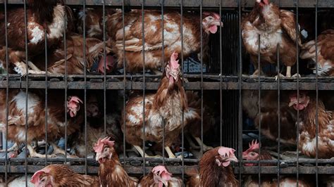 Hens To Rejoice Following Australian Battery Cage Ban British Hen