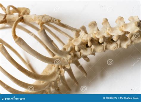 Bird Anatomy. Bird Skeletal System Stock Image - Image of skulls ...