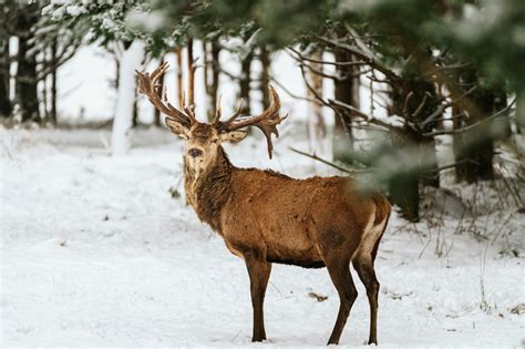 How Do Elk Survive Winter?