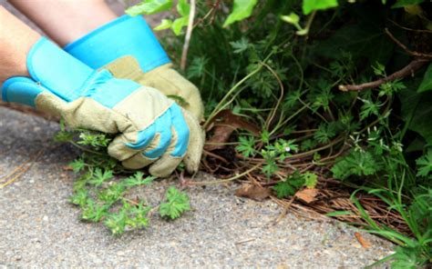 10 Natural Ways To Kill Weeds In Gravel Landscaping Insightweeds