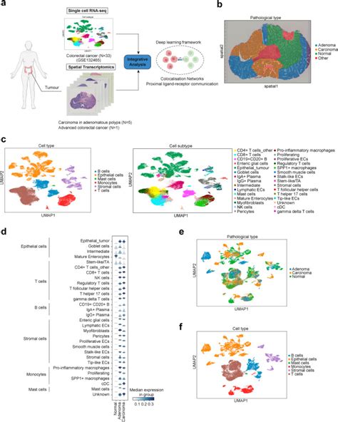 Spatial And Single Cell Colocalisation Analysis Reveals Mdk Mediated