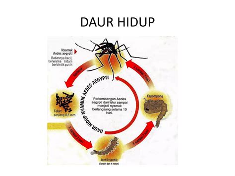 Materi Penyuluhan Demam Berdarah Ppt