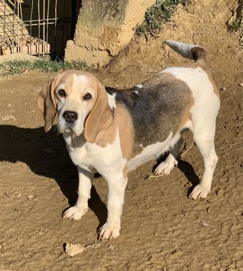 BEAGLE