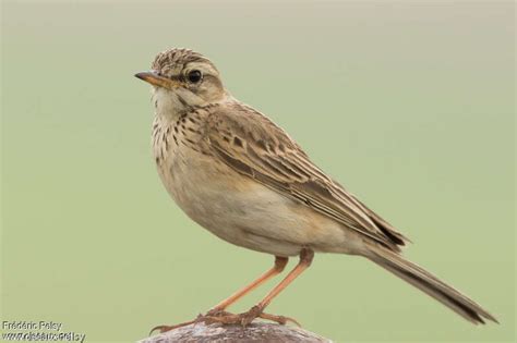 Pipit Africain Adulte Frpe213099