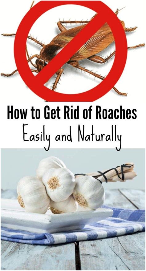 How To Get Rid Of Roaches In Room Naturally At Lamont Meyers Blog