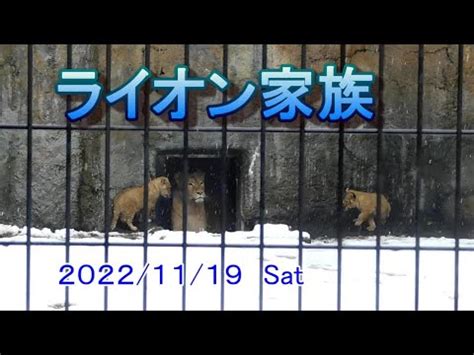 なんかアカウントごと消されるんですけど 11月19日のライオン家族音楽あり旭山動物園